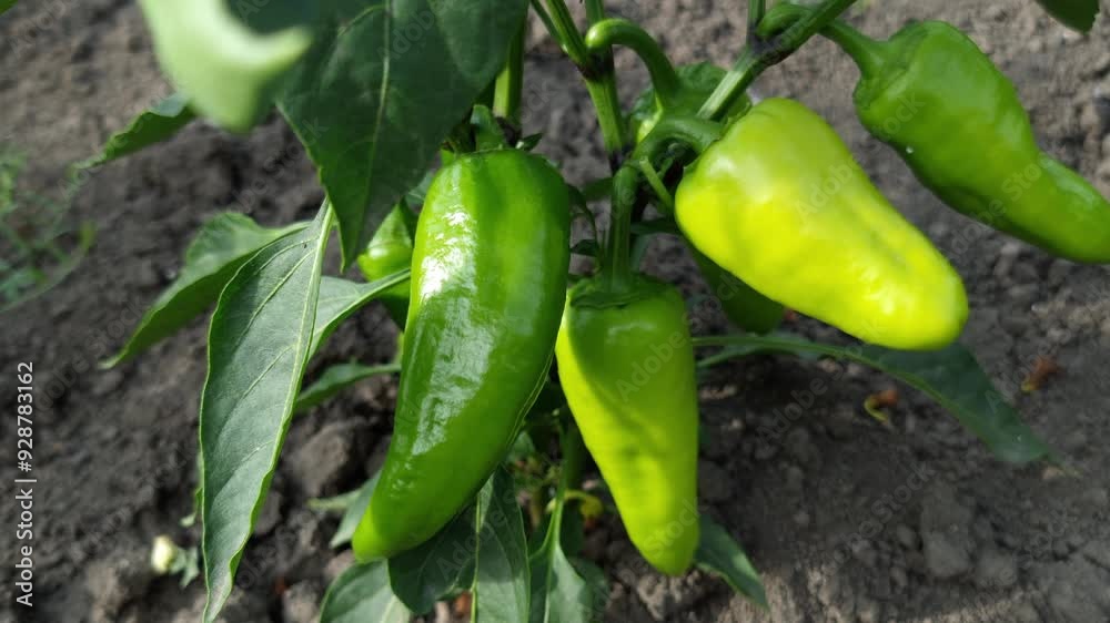 The video shows green peppers growing on a plant among thick green foliage. The peppers have a rounded and smooth appearance and the plant is located on the ground in a field. The video shows green peppers growing on a plant among thick green foliage. The peppers have a rounded and smooth appearance and the plant is located on the ground in a field.