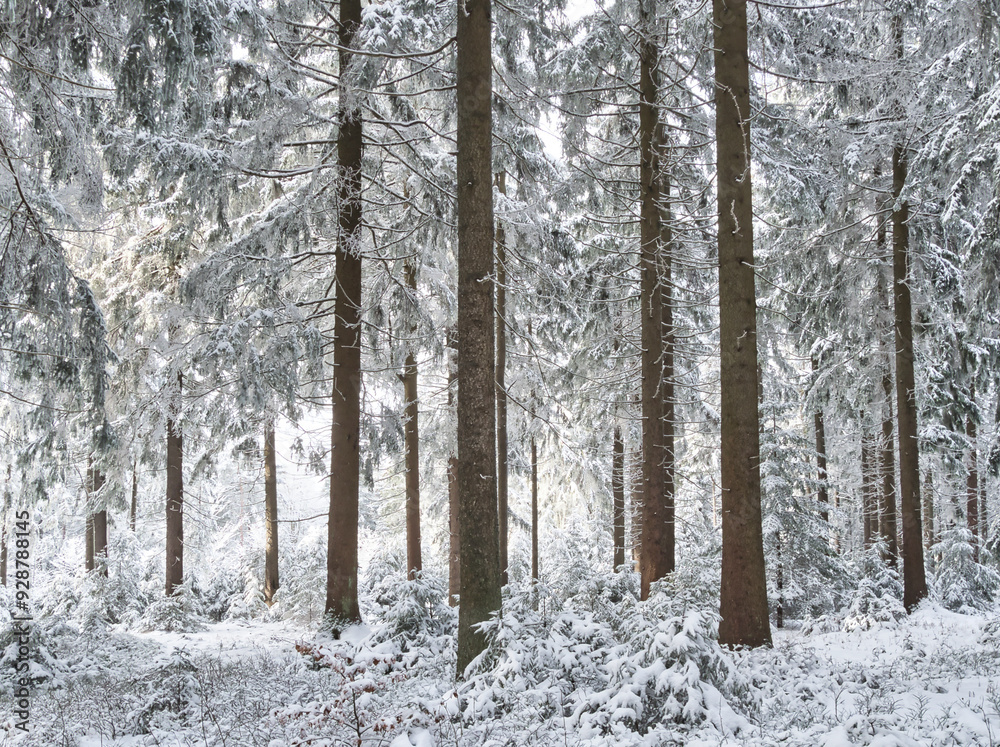 Fototapeta premium winter in the forest Bäume im Schnee