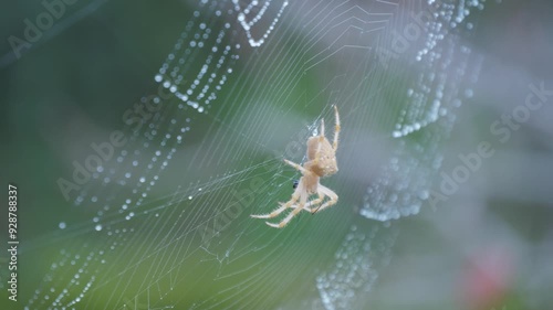 spider on spider web among flowers slow motion 4k