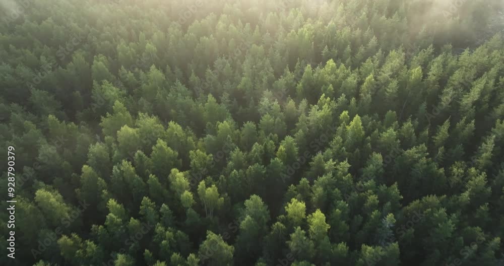 Misty morning in a Finnish forest