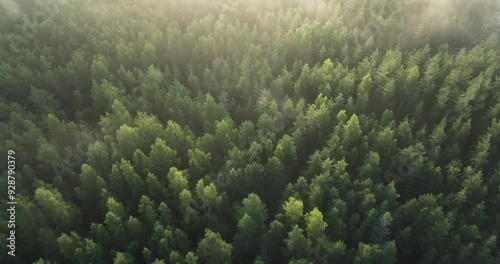 Misty morning in a Finnish forest