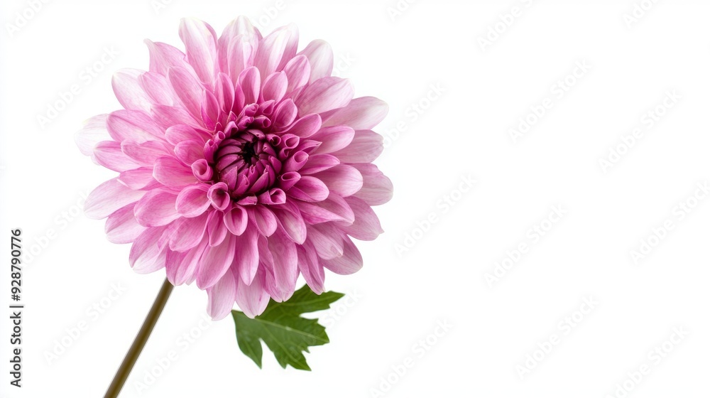 A single pink flower with a green stem A single pink flower with a green stem