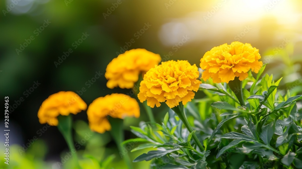 A bunch of yellow flowers are in a garden A bunch of yellow flowers are in a garden
