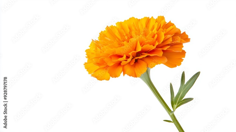 A single orange flower with a green stem A single orange flower with a green stem