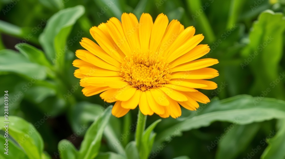 A yellow flower with green leaves A yellow flower with green leaves