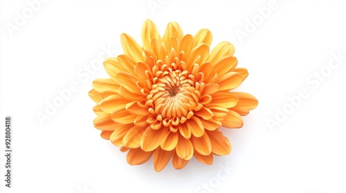 A single orange flower with a yellow center