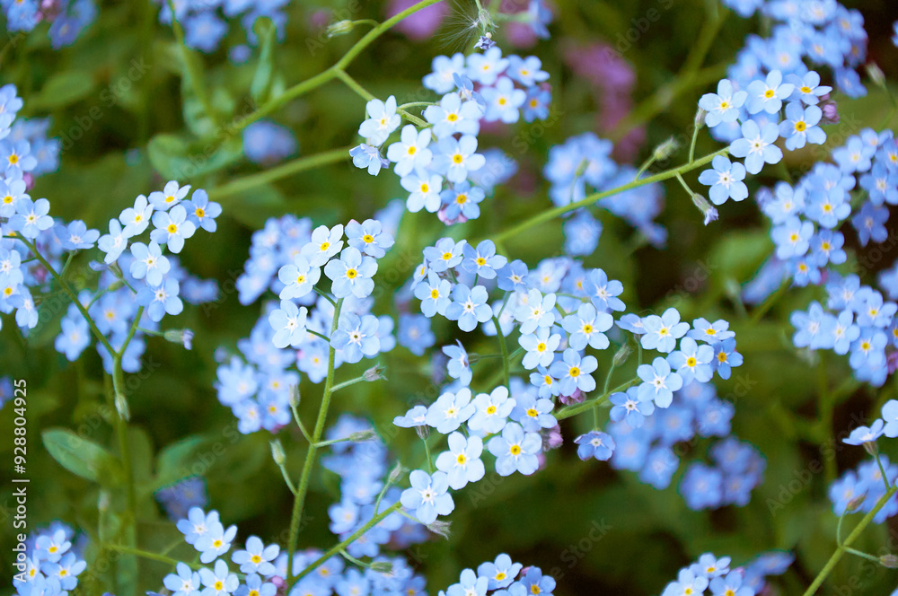 Blue forget me not flowers, spring flowering season. Floral background Blue forget me not flowers, spring flowering season. Floral background