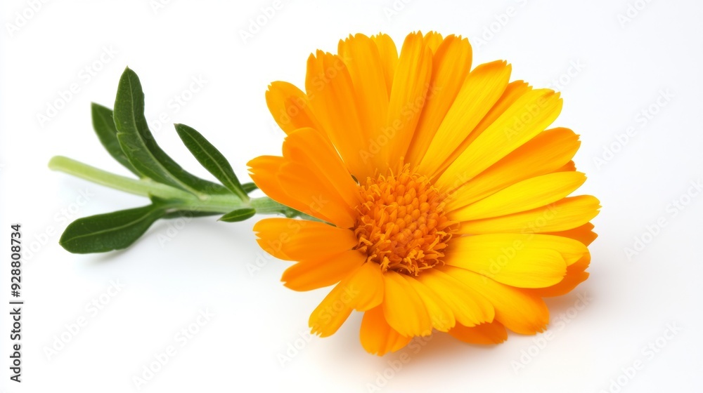 A single orange flower with a stem A single orange flower with a stem