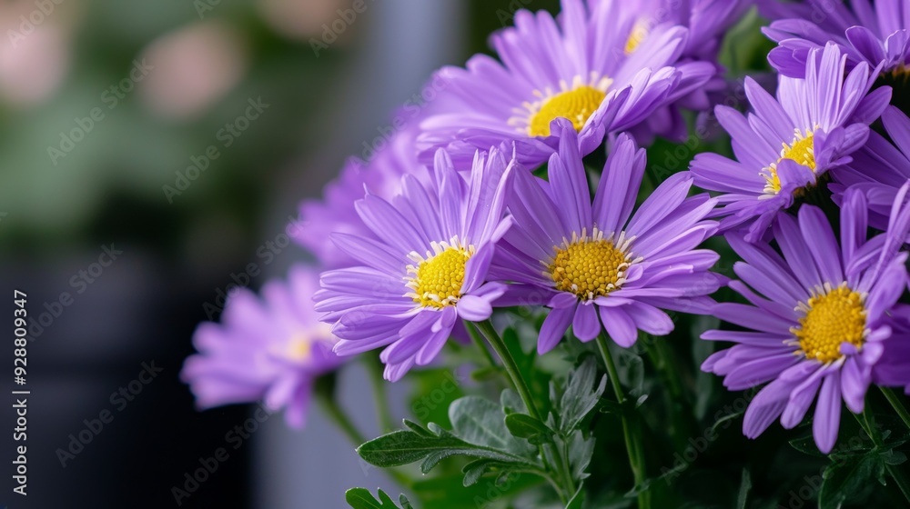 A bouquet of purple flowers with yellow centers A bouquet of purple flowers with yellow centers