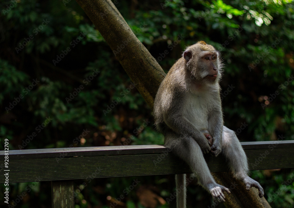 Obraz premium A lonely monkey rests on a wooden rail, surrounded by a lush green environment