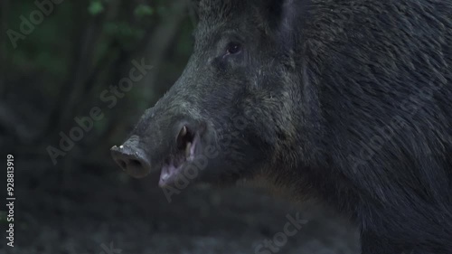 Huge boar in the forest