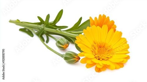 A yellow flower with green leaves sits on a white background