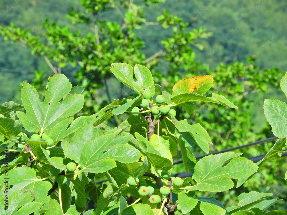 Figs on natural fig tree Figs on natural fig tree