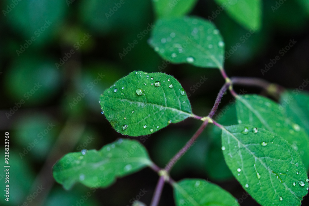 Close up of green leaves with water drops after a rain. Close up of green leaves with water drops after a rain.