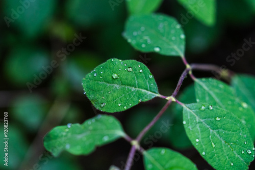 Close up of green leaves with water drops after a rain.