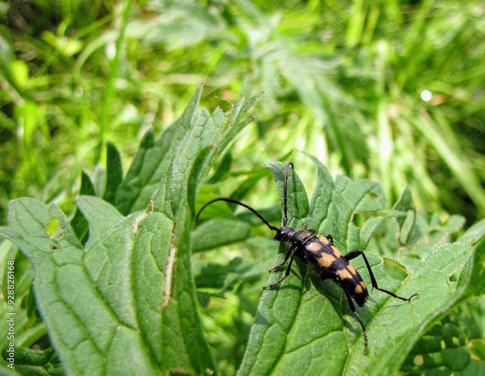 Bockkäfer auf grünem Blatt - Longhorn beetle on green leaf Bockkäfer auf grünem Blatt - Longhorn beetle on green leaf