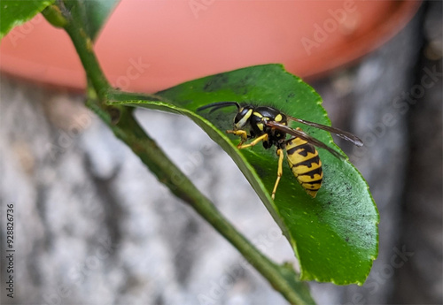 Einzelne Wespe am Zitronenbaum - Wasp on the lemon tree photo