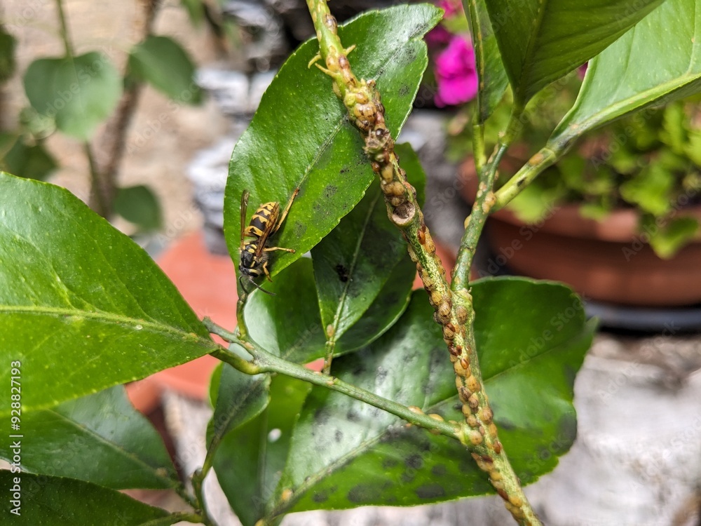Schädlinge am Zitronenbaum - Wespen und Schildläuse - Pests in the Lemon tree - wasps and scale insects Schädlinge am Zitronenbaum - Wespen und Schildläuse - Pests in the Lemon tree - wasps and scale insects
