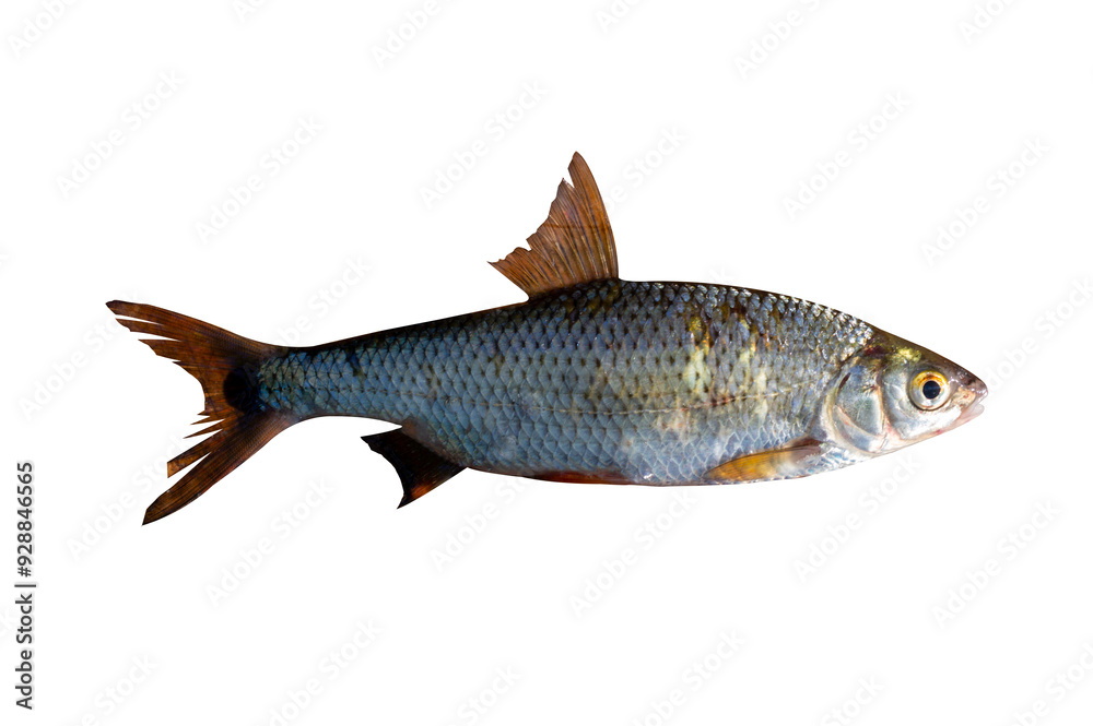 Taranja fish isolated on transparent background. Rutilus heckelii live fish cut out object for design and advertising. Taranja fish isolated on transparent background. Rutilus heckelii live fish cut out object for design and advertising.