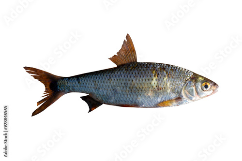 Taranja fish isolated on transparent background. Rutilus heckelii live fish cut out object for design and advertising.