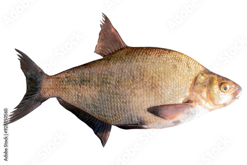 Abramis live fish isolated on transparent background. Live fish cut out object for design and advertising. photo