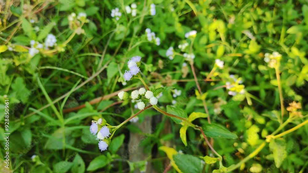 Ageratum conyzoides tumbuh di area persawahan
Ageratum conyzoides tumbuh di area persawahan
