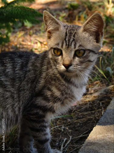 gray tabby kitten on the grass in the fall