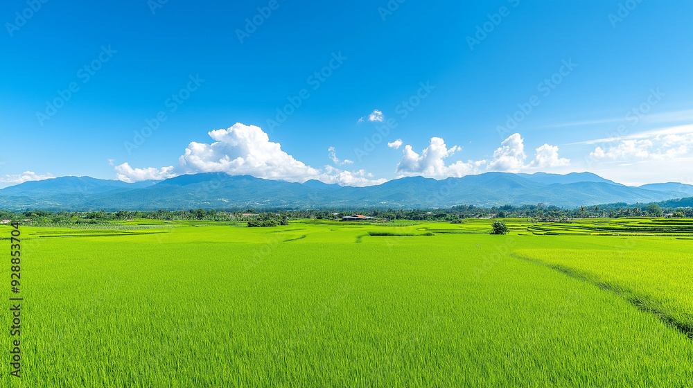 Obraz premium Rice field landscape