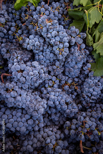 Ripe Merlot or Cabernet Sauvignon red wine grapes ready to harvest in Pomerol, Saint-Emilion wine making region, France, Bordeaux photo