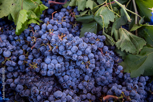 Ripe Merlot or Cabernet Sauvignon red wine grapes ready to harvest in Pomerol, Saint-Emilion wine making region, France, Bordeaux photo