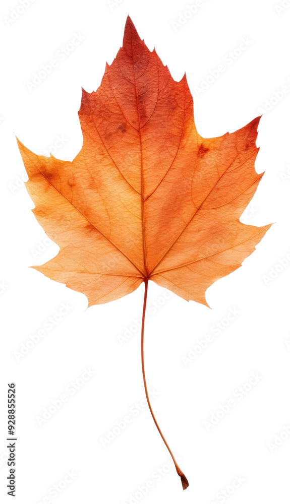 PNG Real Pressed a Autumn leafs autumn maple plant. PNG Real Pressed a Autumn leafs autumn maple plant.