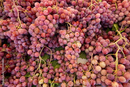 Ripe Merlot or Cabernet Sauvignon red wine grapes ready to harvest in Pomerol, Saint-Emilion wine making region, France, Bordeaux photo