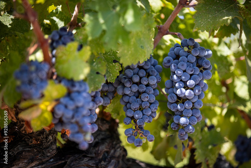 Bild auf Leinwand Ripe Merlot or Cabernet Sauvignon red wine grapes ready to harvest in Pomerol, S