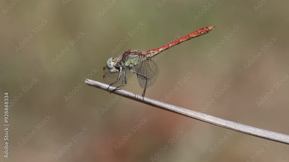 Libélula Sympetrum sinaiticum Dumont con hermoso bokeh posada sobre junco mueve la cabeza, Bocairent, España