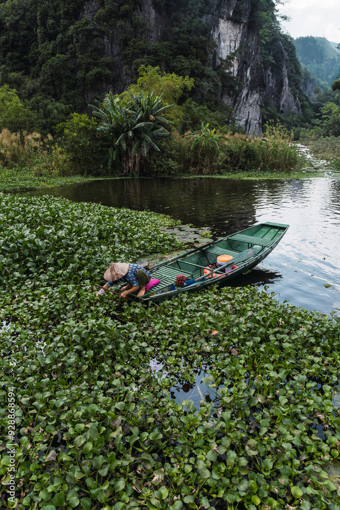 Fototapeta premium A female worker harvesting water lilies with wooden rowing boat in Vietnam