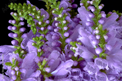 Physostegia virginiana flowers growing in the garden photo