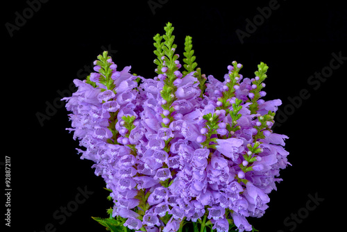 Physostegia virginiana flowers growing in the garden photo