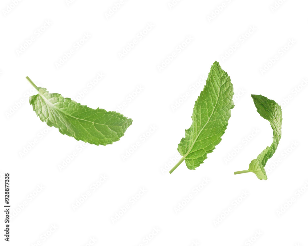 Fototapeta premium Three vibrant green mint leaves isolated on a transparent background.
