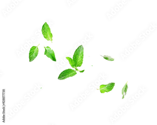 A collection of fresh mint leaves falling against a transparent background.