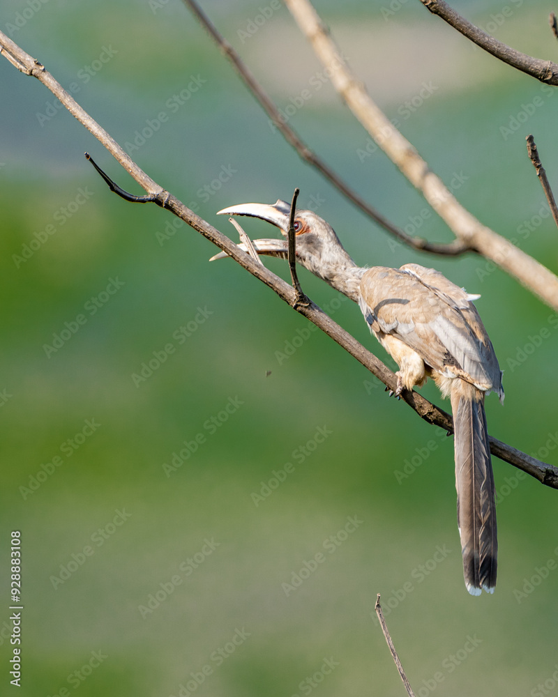 Fototapeta premium indian gray hornbill