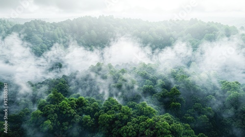  Fog in the rainforest. Aerial view.