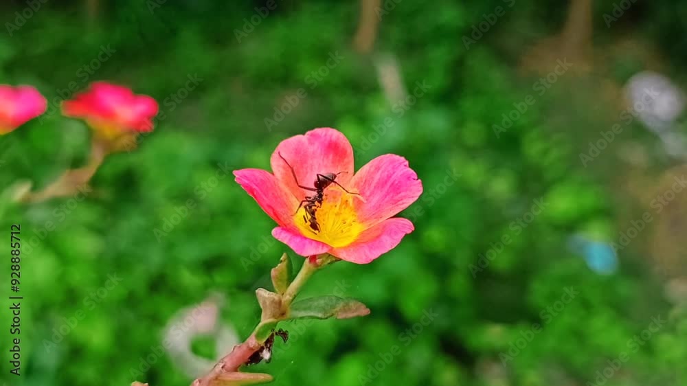 Bright portulaca pink flowers with Green leaves. Bright portulaca pink flowers with Green leaves.