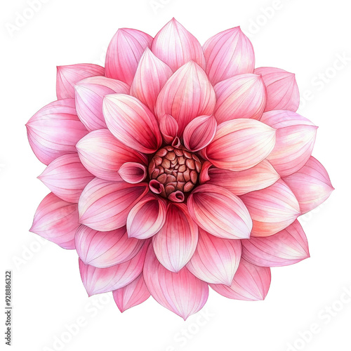 A beautiful pink dahlia flower with intricate petals, showcasing delicate layers and vibrant colors, perfect for nature themes.