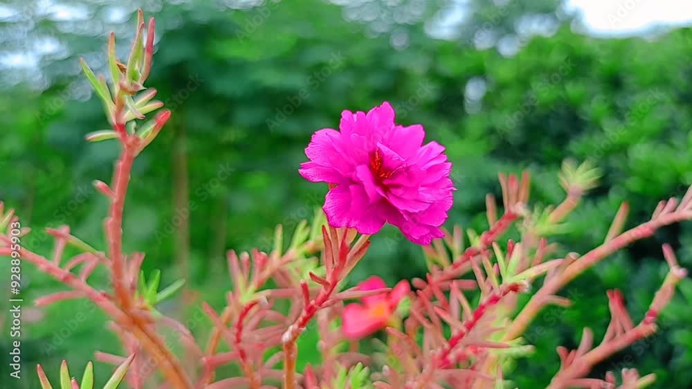 Bright Rooster Comb Flowering Plant with Red leaves. Bright Rooster Comb Flowering Plant with Red leaves.