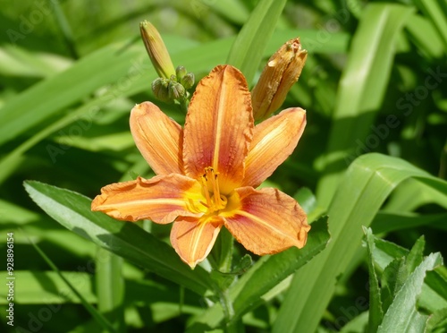 Eine Feuer Lilie in der Sonne