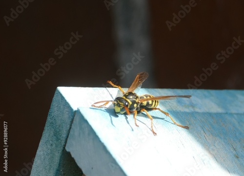 Eine Wespe auf dem Insektenhotel