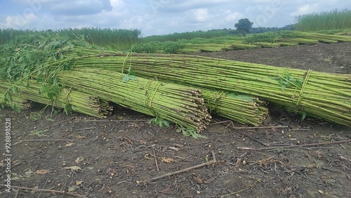 Green jute field. The jute is being dried on the ground. Jute is a type of bast fiber plant. Jute is the main cash crop of india. photo