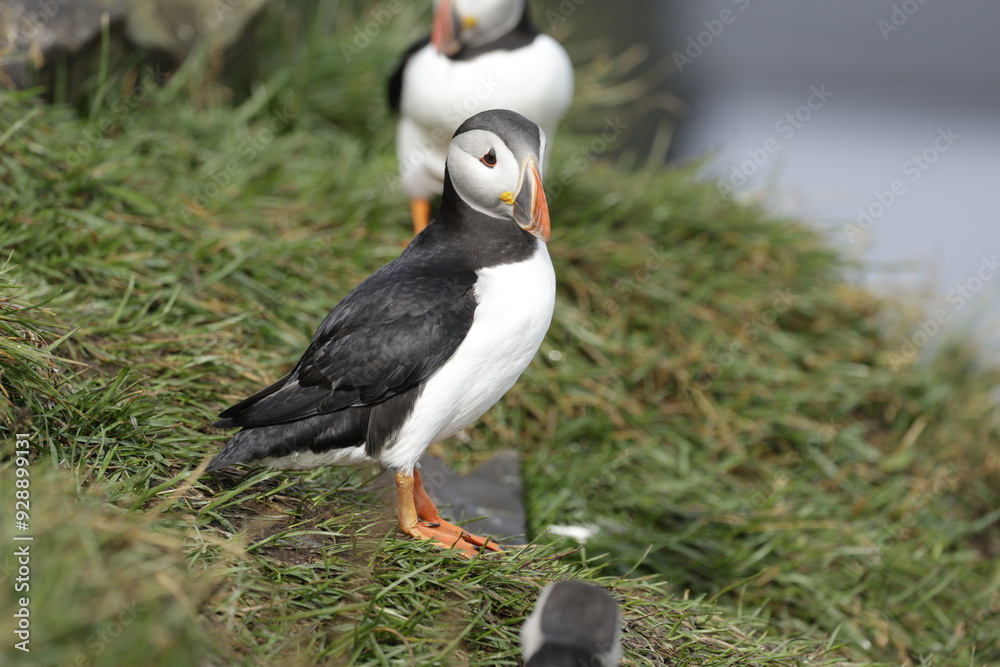Naklejka premium Puffin Iceland