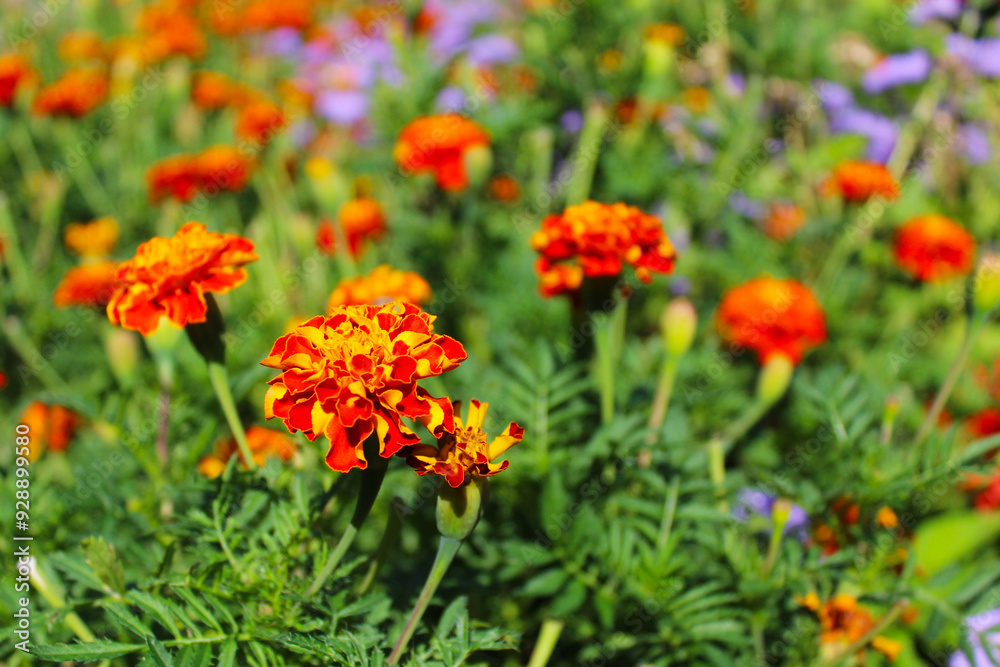 marigold flowers, beautiful orange flowers in the garden in the summer marigold flowers, beautiful orange flowers in the garden in the summer