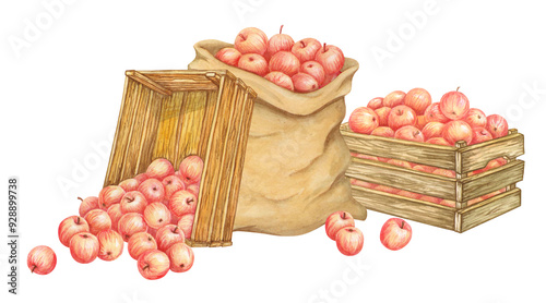 Fotografi Ripe red apples in canvas sack and wooden crates
